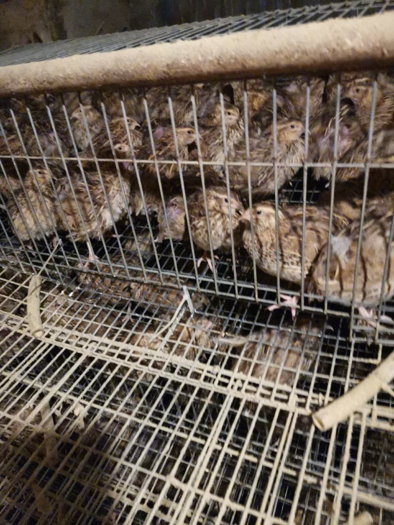 出售大量淘汰老鹌鹑有意者联系我