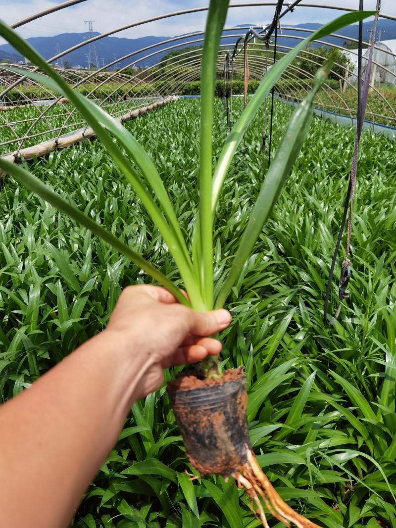 蜘蛛兰，蜘蛛兰杯苗，蜘蛛兰小苗，蜘蛛兰苗圃直销，绿化苗木