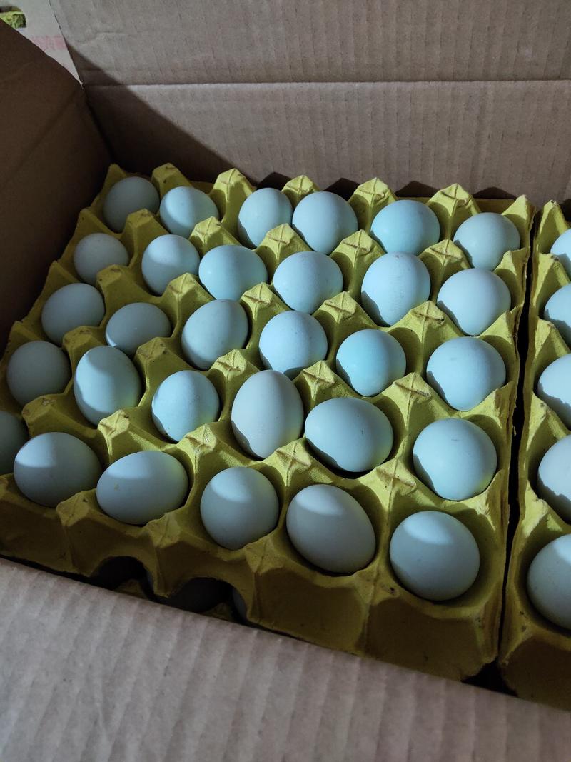 11-12个一斤中号绿壳蛋乌鸡蛋清稠密蛋黄紧致顾客回率高