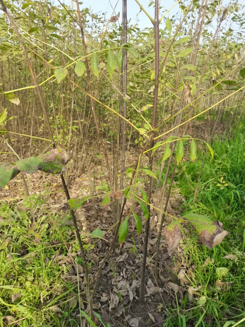 黄柏苗，1-2年生，涨势好，根系发达，保证正品，量大价优