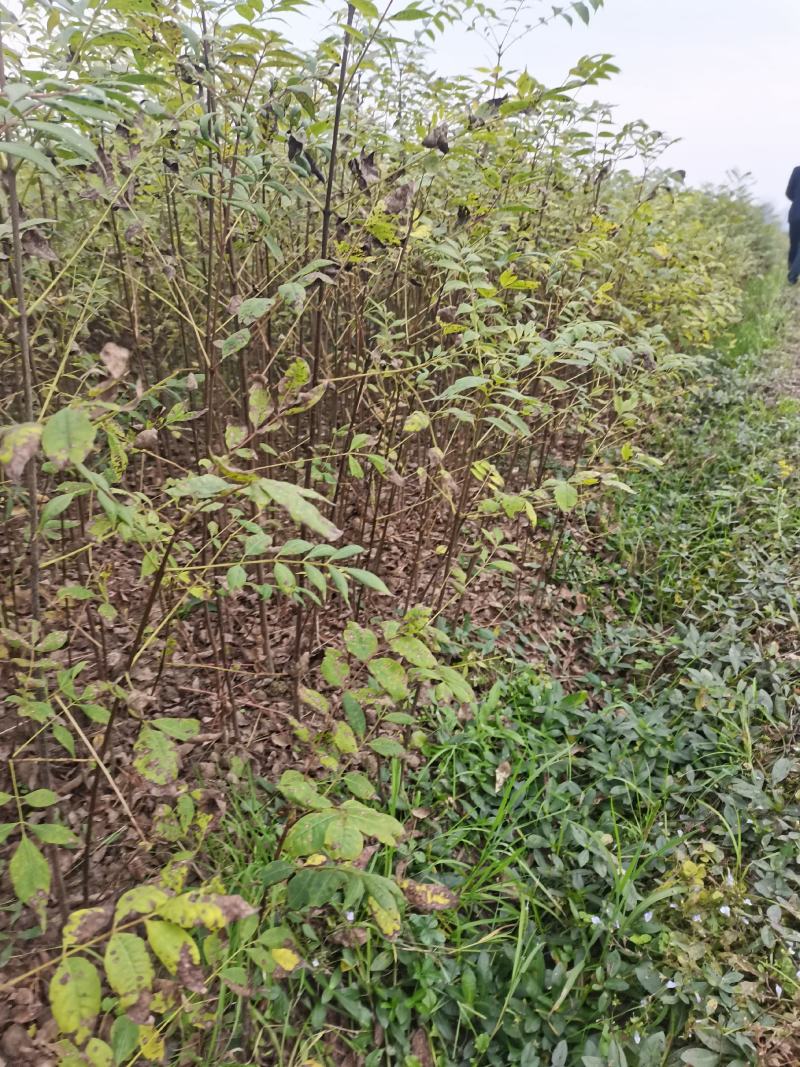 黄柏苗，1-2年生，涨势好，根系发达，保证正品，量大价优