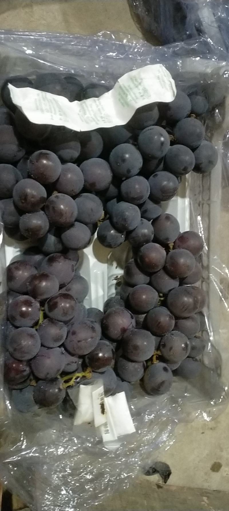 【推荐】辽宁北镇大量供冷库巨丰葡萄五斤白托自然果
