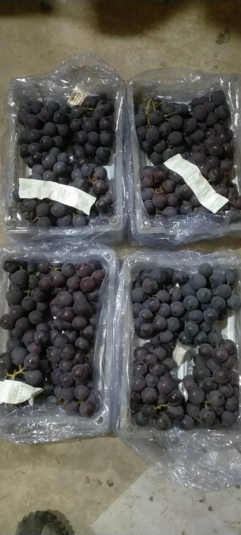 【推荐】辽宁北镇大量供冷库巨丰葡萄五斤白托自然果