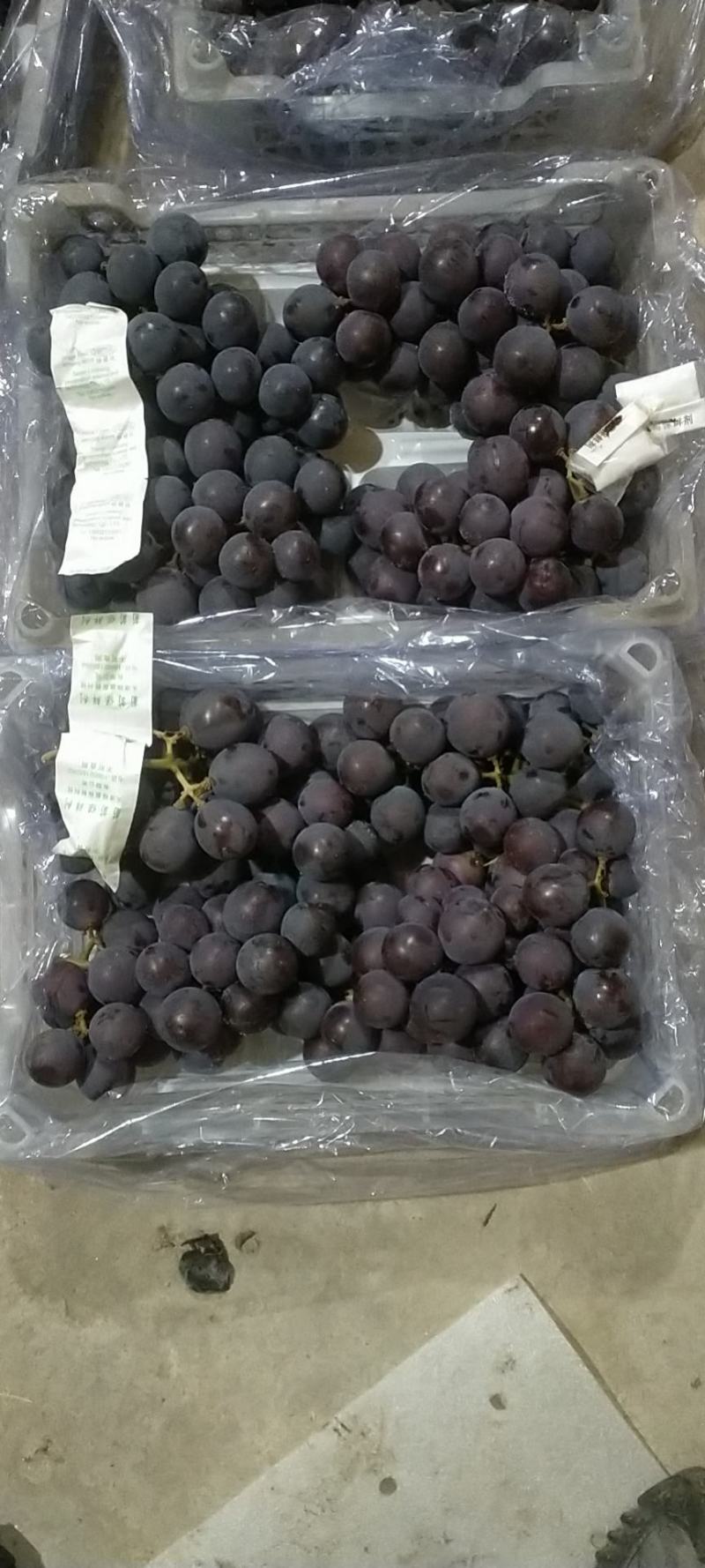 【推荐】辽宁北镇大量供冷库巨丰葡萄五斤白托自然果