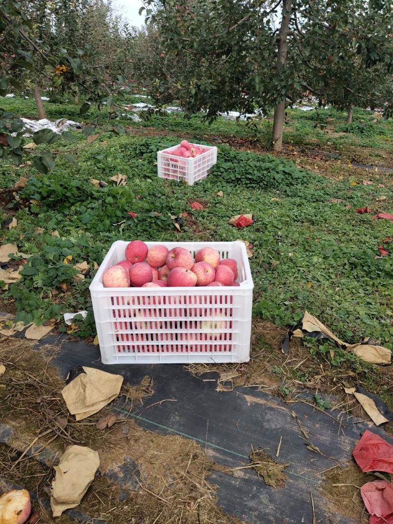 《有好货》洛川苹果送礼精品礼盒特级果包邮