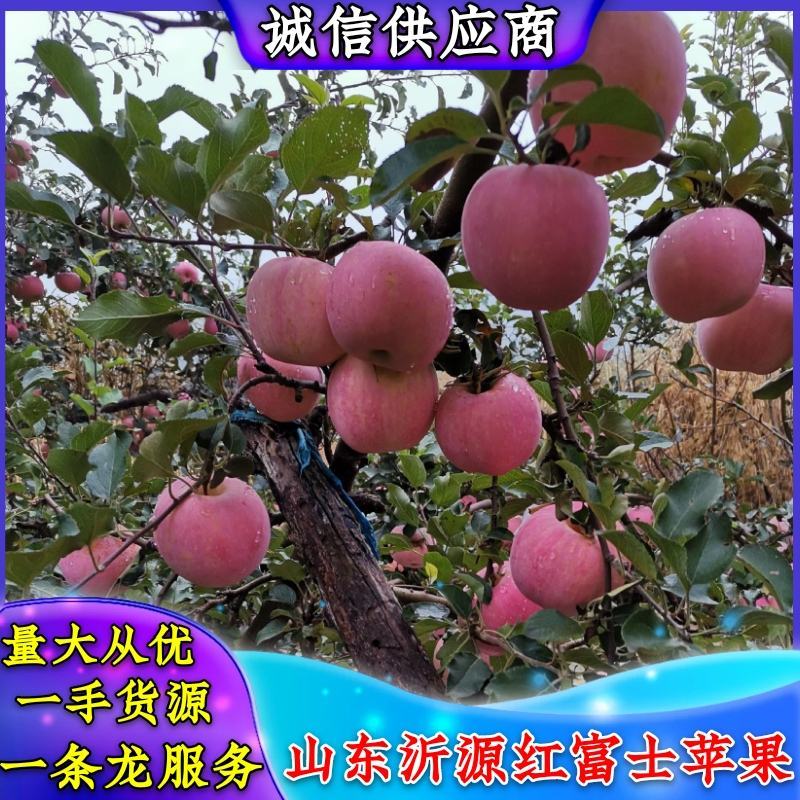 山东沂源纸袋红富士苹果产地直发，量大从优，价格便宜