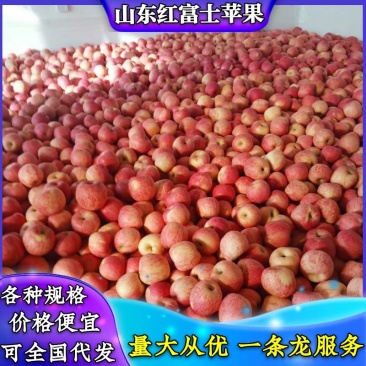 纸袋红富士苹果山东沂源产地直销,量大从优,价格便宜