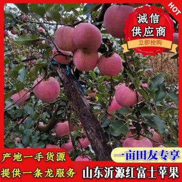 降价啦《红富士苹果》大量出库,产地直发,各种规格,一条龙