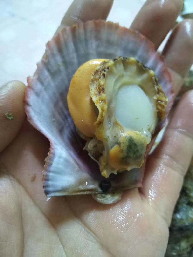 栉孔扇贝，清洗干净，全部过筛