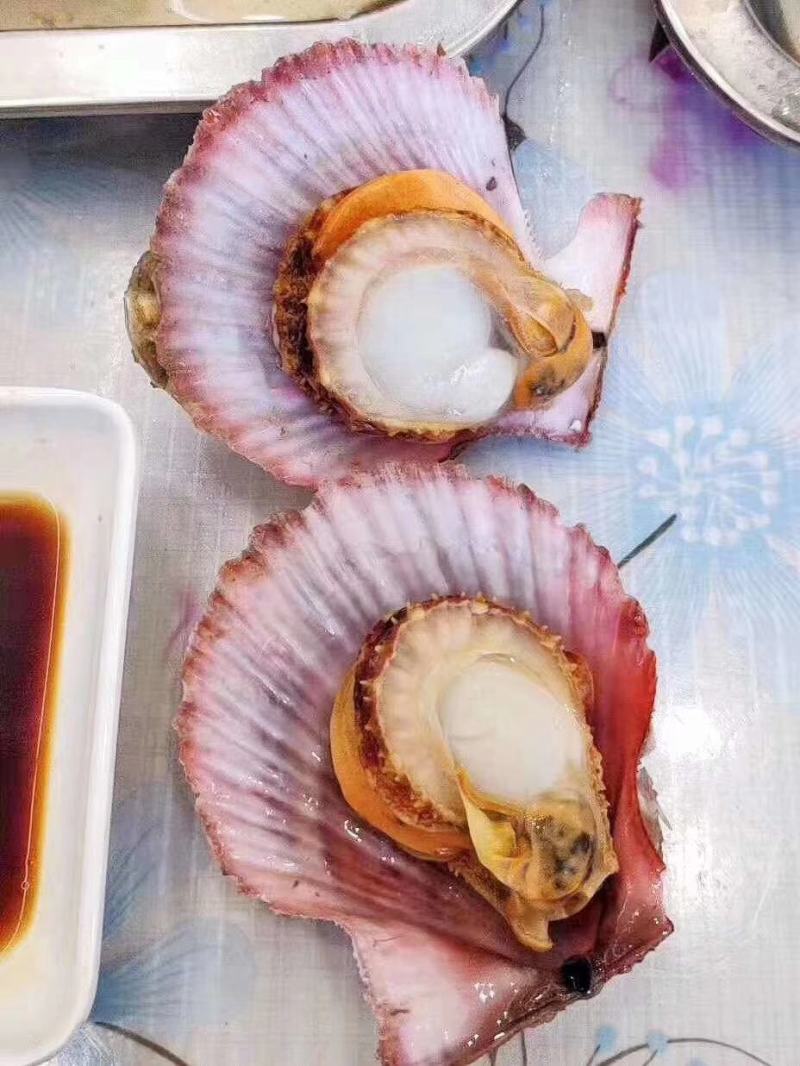 栉孔扇贝，清洗干净，全部过筛