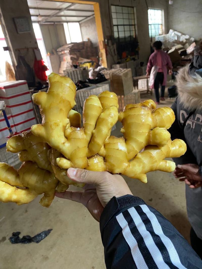 小黄姜种子产地货源充足质量很好大量供应全国发货