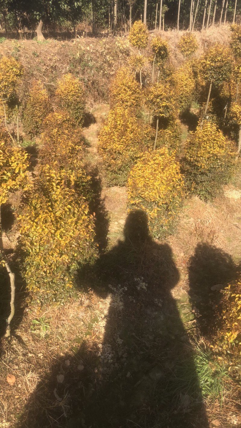 亮晶女贞、柠檬之光，亮晶女贞造型树看货出价亮晶球棒棒糖