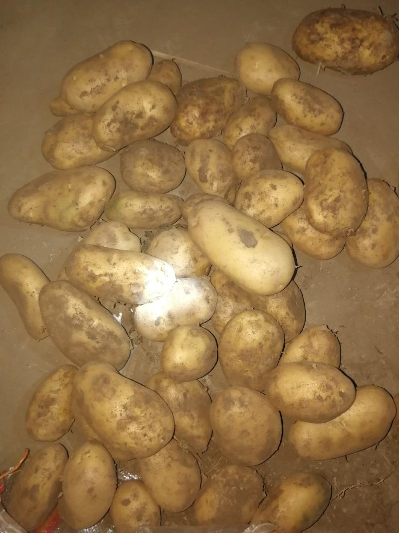 莱芜区库存土豆进入热销期，莱芜库存内蒙土豆