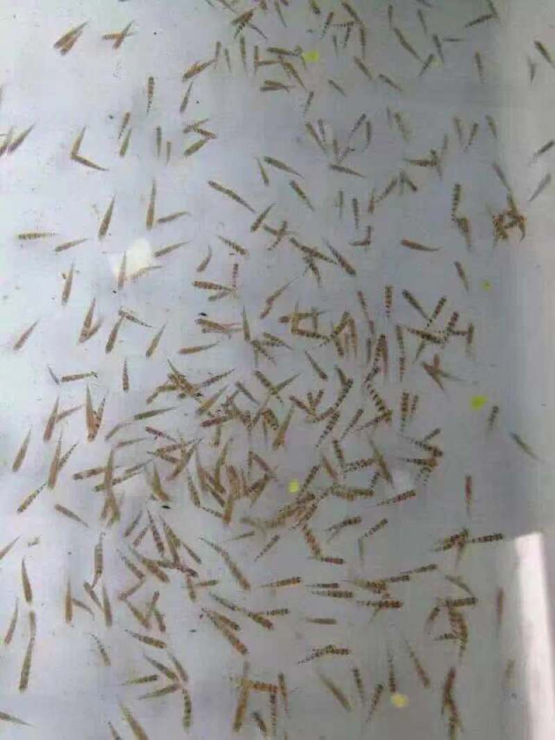 溪水石斑大量供应各种规格