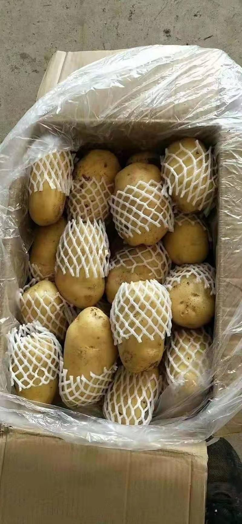 【土豆】精品荷兰十五货源充足全国配送冷库土豆