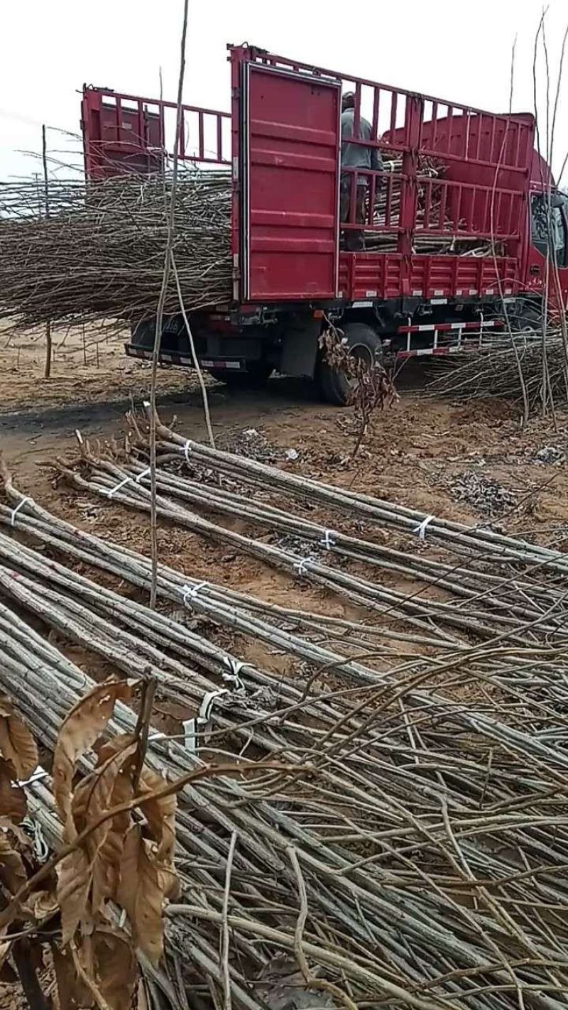 无絮白杨树苗2公分-3公分杨树苗基地价格批发，保证成活率