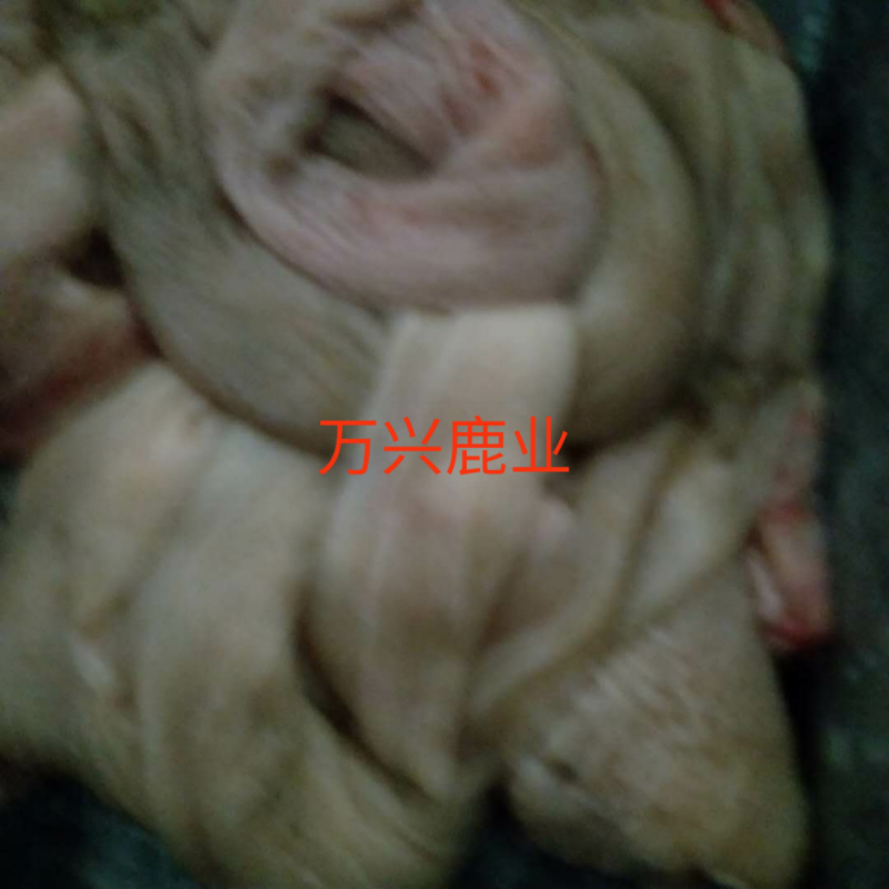 鹿肠子，鹿肠子，鹿肠子，新鲜梅花鹿鹿肠子！