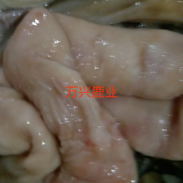 鹿肠子，鹿肠子，鹿肠子，新鲜梅花鹿鹿肠子！