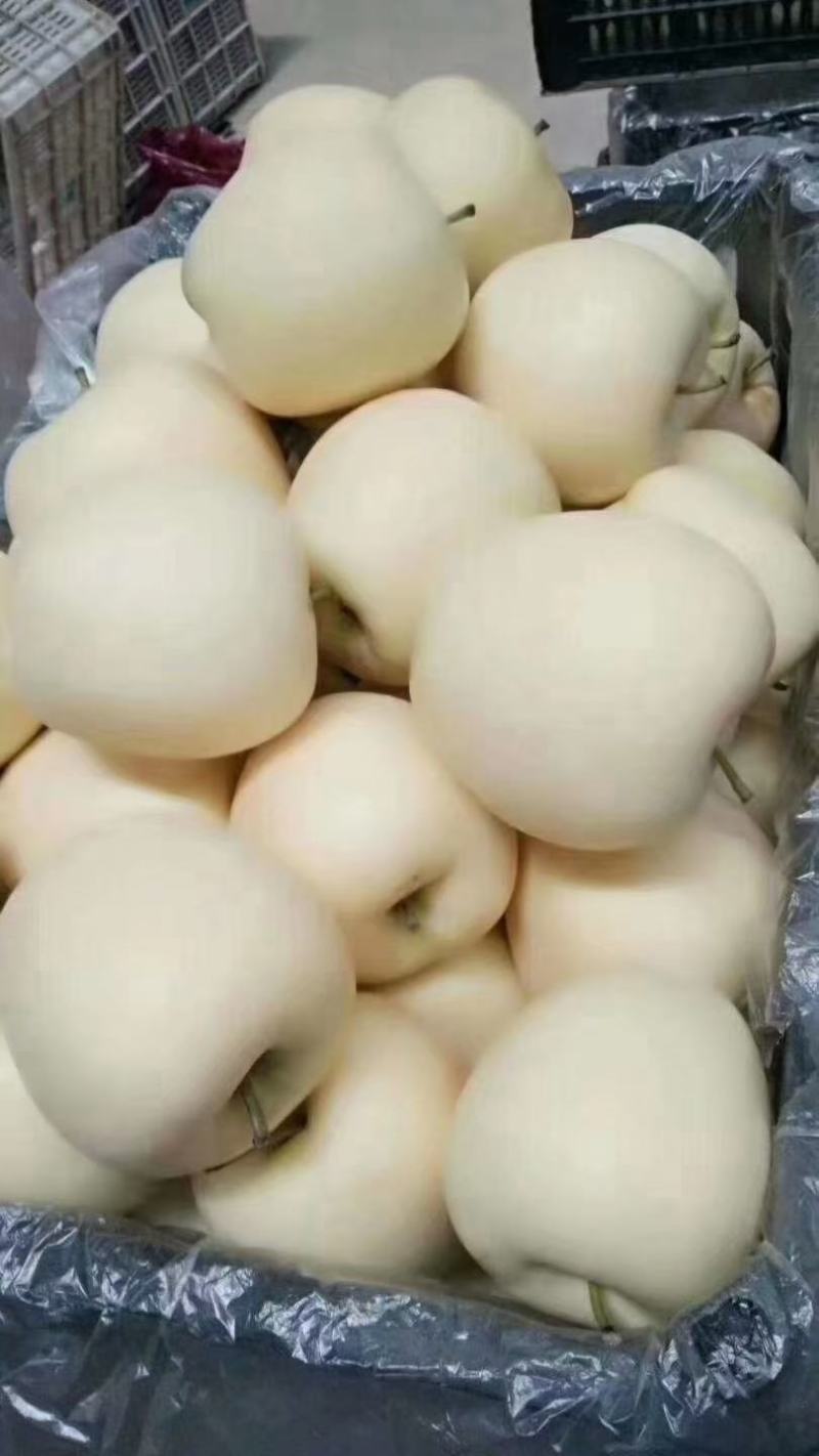 黄元帅苹果大个干净白需要你就来大量现货，