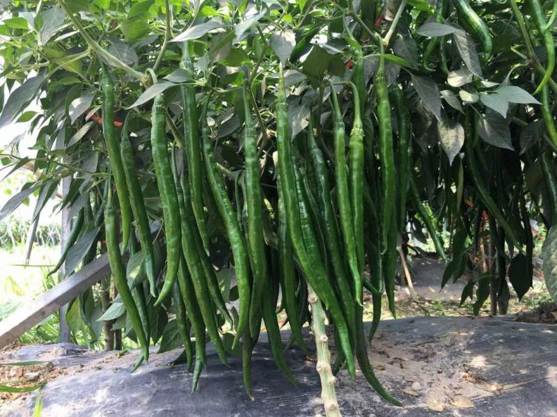 尖椒苗批发各种蔬菜苗盘赶场卖保证质量