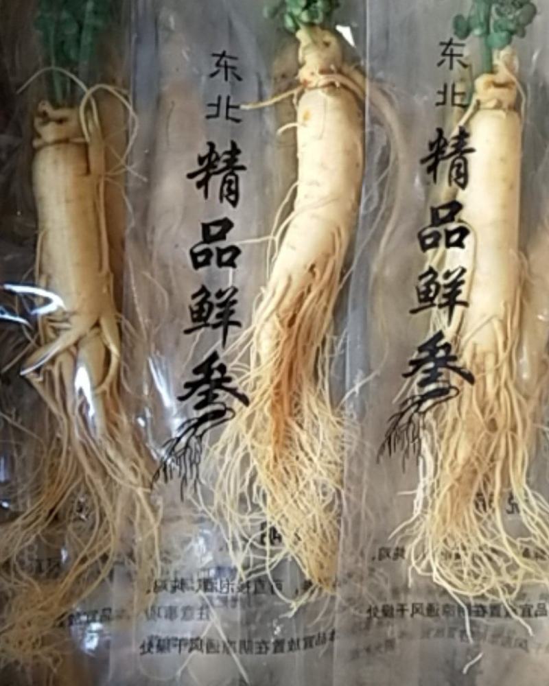 包邮鲜人参长白山人参八年生鲜参过年泡酒炖汤整支鲜人参参汤