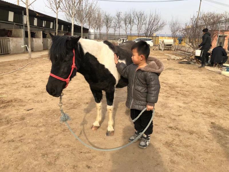 小孩骑的马宠物马德保矮马，高级调教活的马