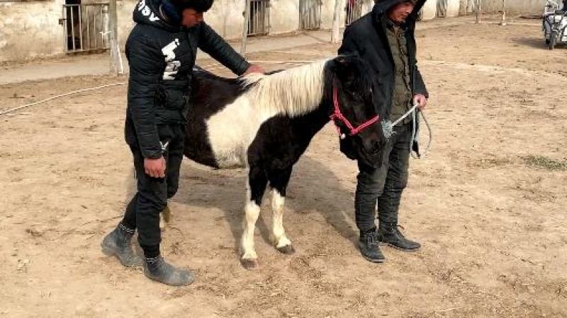 小孩骑的马宠物马德保矮马，高级调教活的马