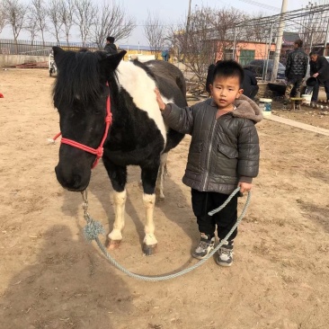 小孩骑的马宠物马德保矮马，高级调教活的马