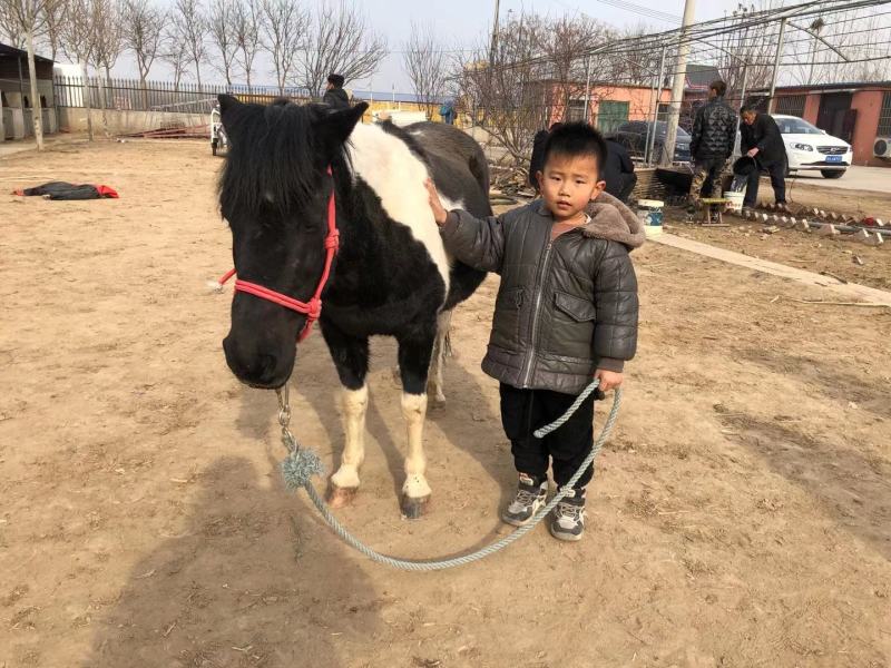 小孩骑的马宠物马德保矮马，高级调教活的马