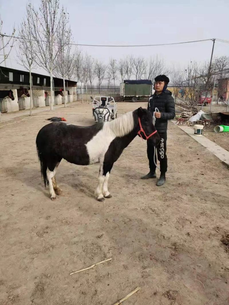 小孩骑的马宠物马德保矮马，高级调教活的马