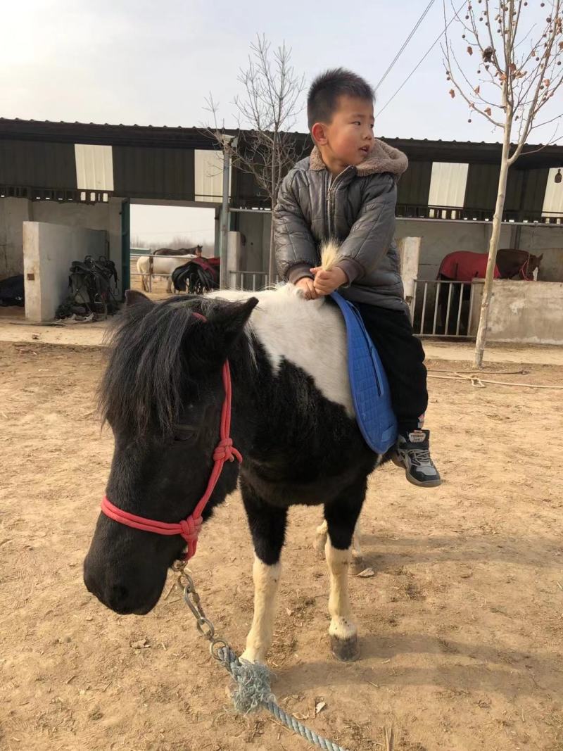 小孩骑的马宠物马德保矮马，高级调教活的马