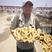 【热卖】优质大黄姜沙土种植一手货源面向全国发货