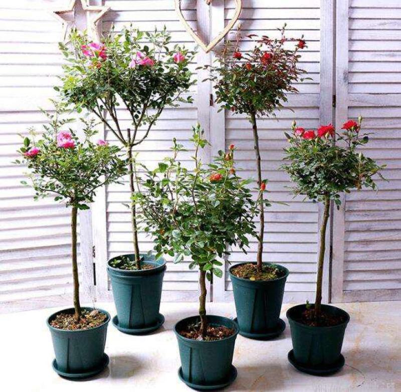 嫁接树桩月季花苗高杆树状月季大花特大花棒棒糖月季老桩