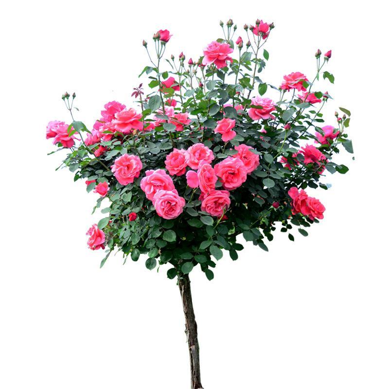 嫁接树桩月季花苗高杆树状月季大花特大花棒棒糖月季老桩