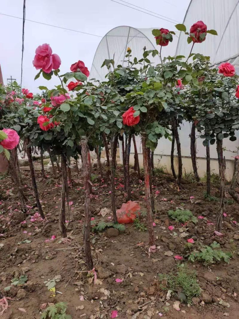 嫁接树桩月季花苗高杆树状月季大花特大花棒棒糖月季老桩