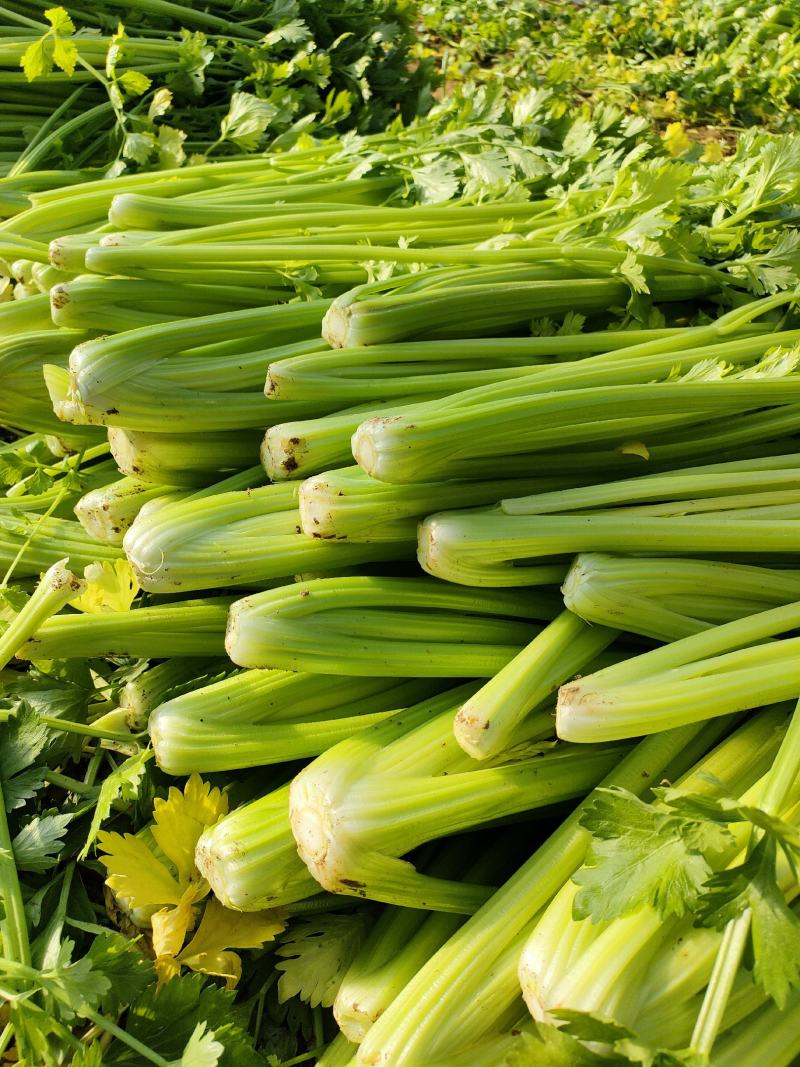 皇后芹菜，宁夏银川大棚精品菜，保质保量！欢迎选购！