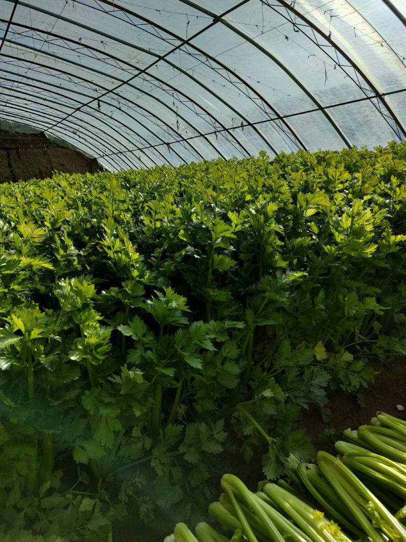 皇后芹菜，宁夏银川大棚精品菜，保质保量！欢迎选购！