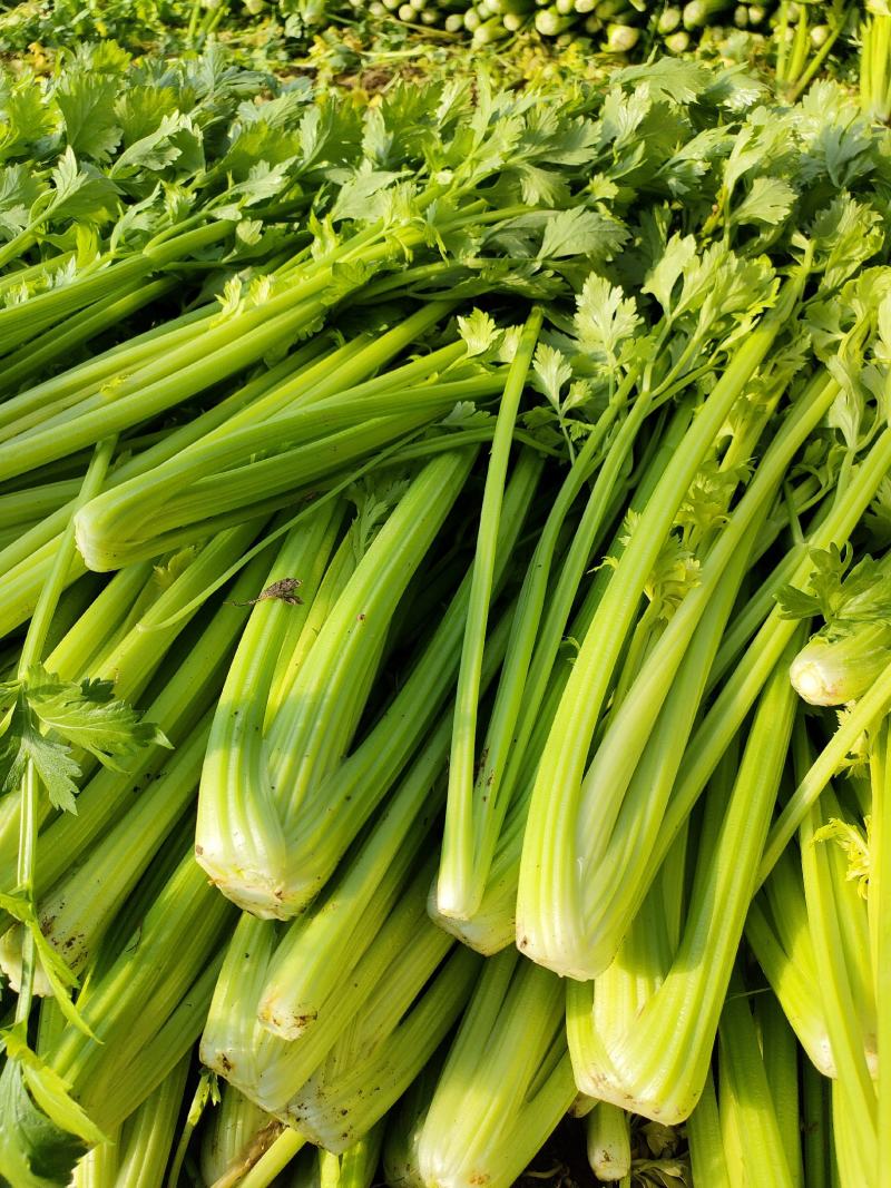 皇后芹菜，宁夏银川大棚精品菜，保质保量！欢迎选购！