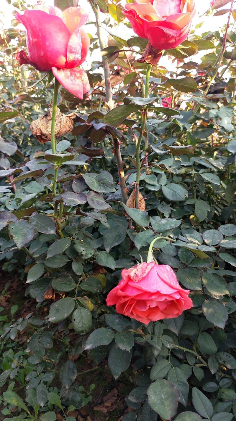 月季裸根苗大花月季丰花月季月季小苗欧月月季