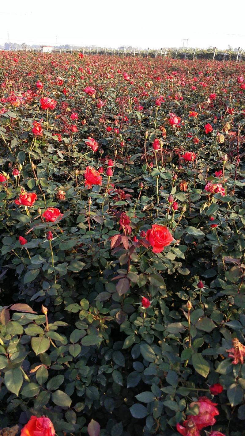月季裸根苗大花月季丰花月季月季小苗欧月月季