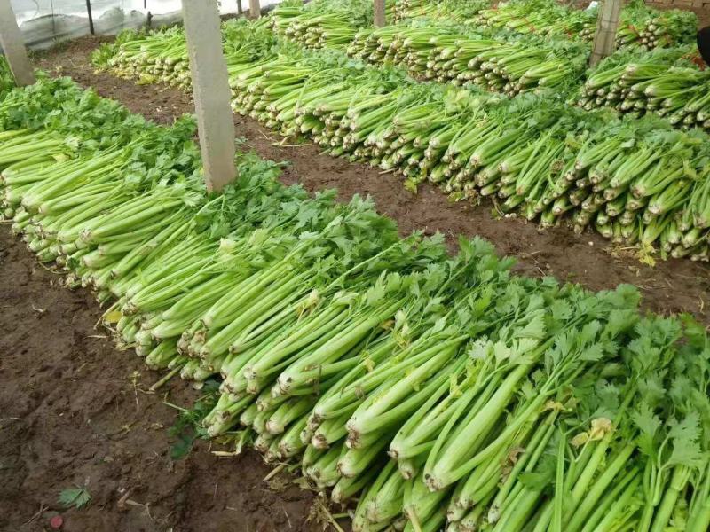 芹菜上市啦！价格实惠，欢迎新老客户前来选购