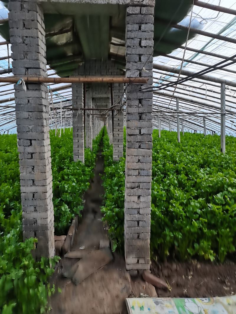 芹菜上市啦！价格实惠，欢迎新老客户前来选购