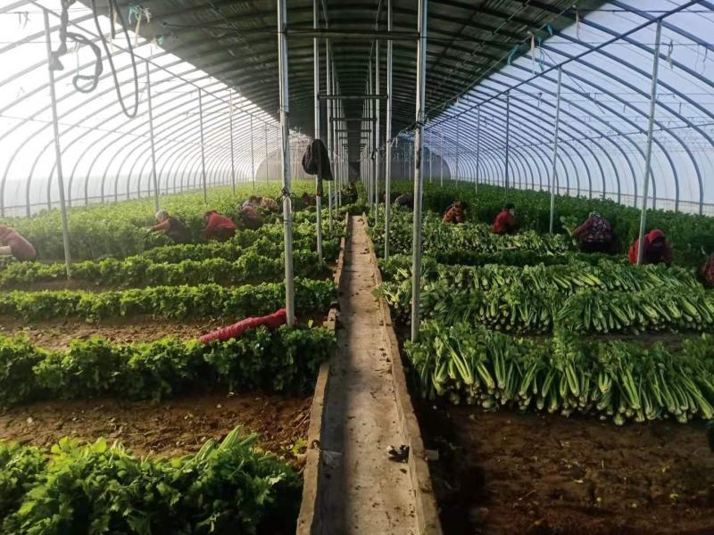 芹菜上市啦！价格实惠，欢迎新老客户前来选购