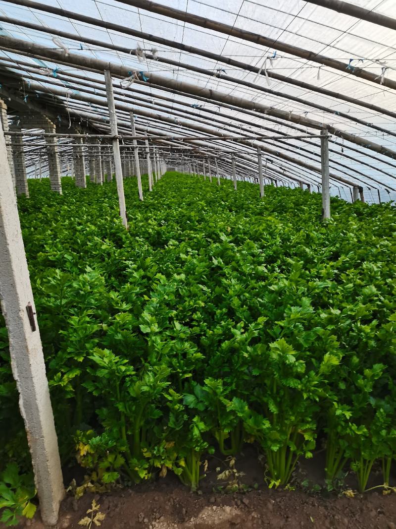 芹菜上市啦！价格实惠，欢迎新老客户前来选购