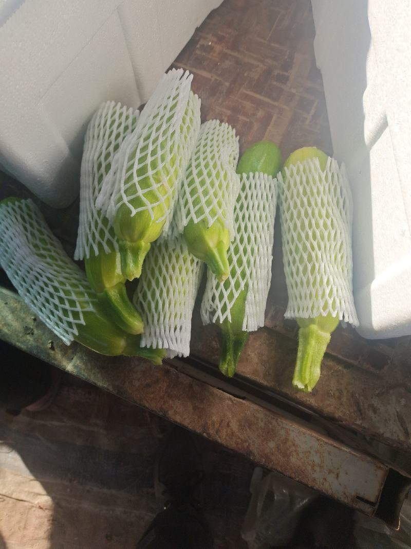 山东聊城莘县精品西葫大量上市中，色正皮绿，质量保证，欢迎