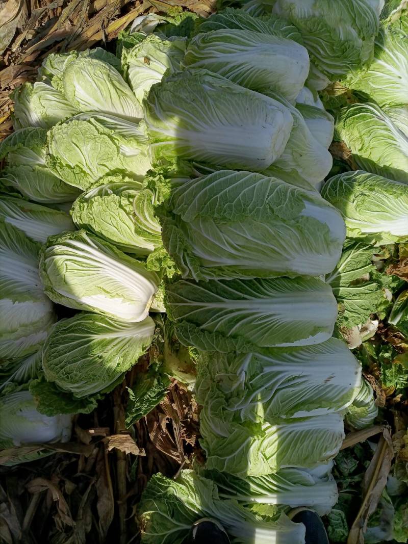 陕西冷库青杂三号白菜大量出库