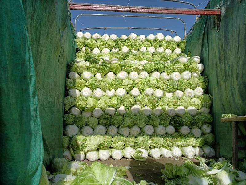 陕西冷库青杂三号白菜大量出库