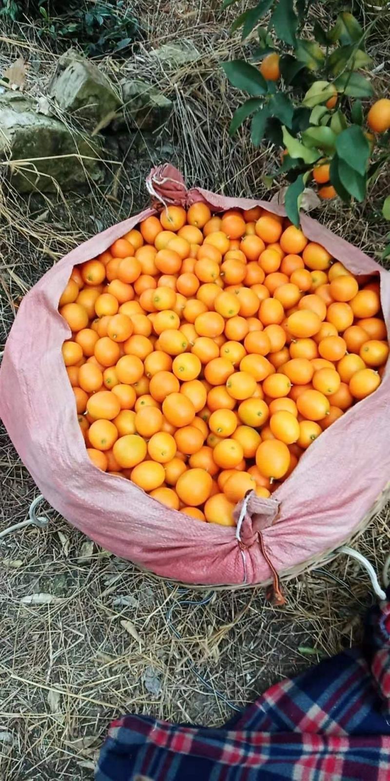 柑桔种植基地的