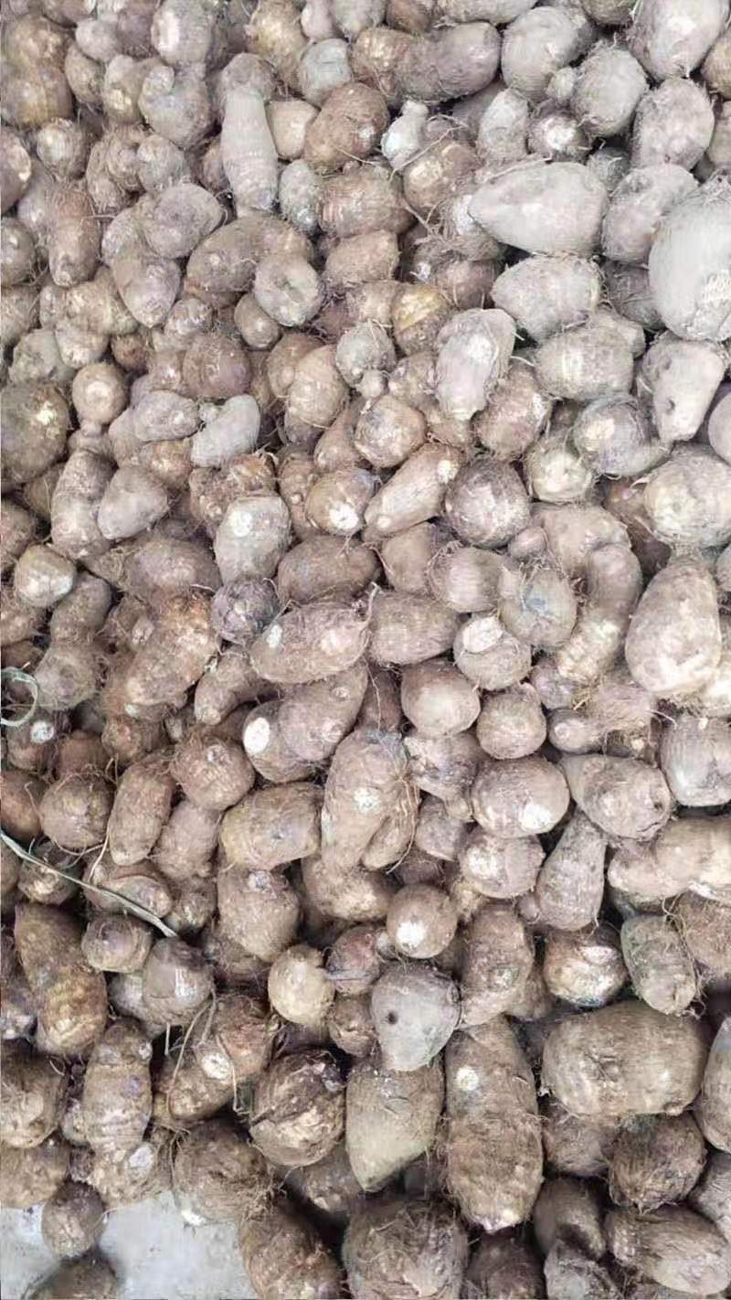 芋头红嘴大芋米易芋头