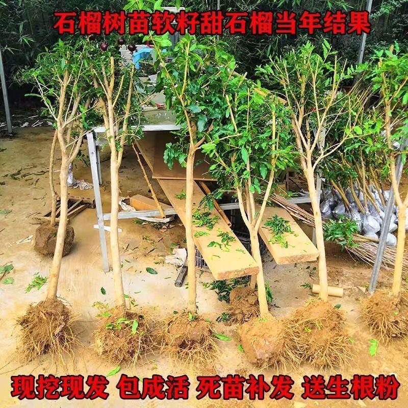 蒙阳红石榴苗原产地发苗量大签约死苗补发现挖现发